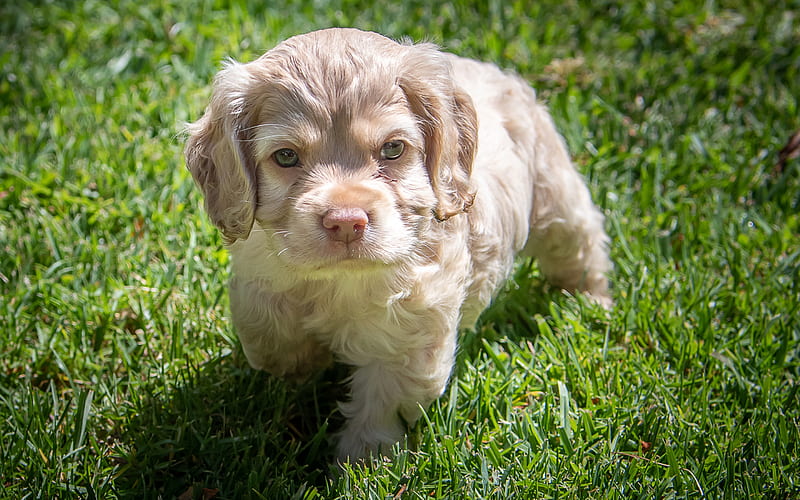 little gray puppy, spaniel, cute puppy, small dog, green grass, pets, dogs, HD wallpaper