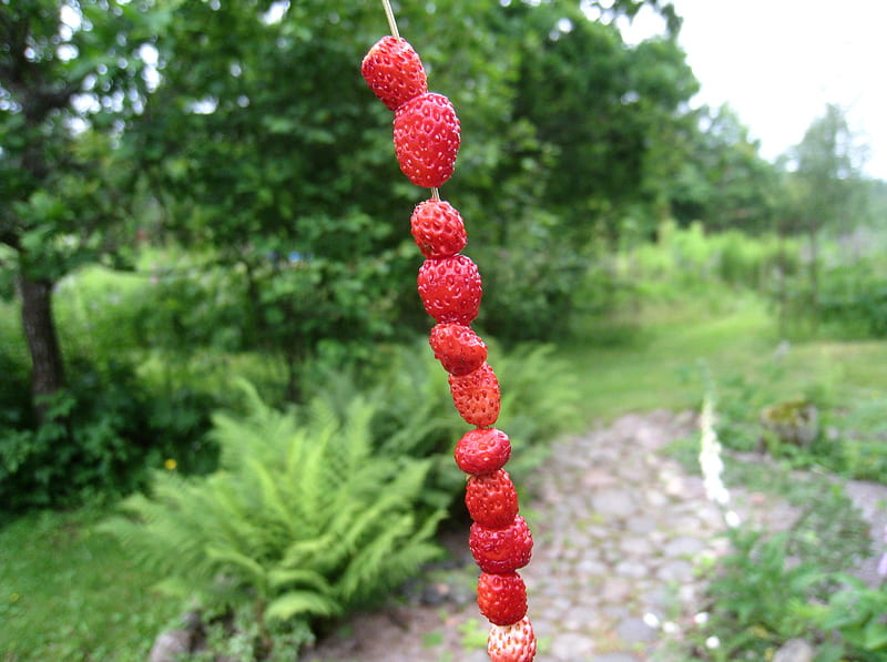 Wild Strawberry, red, green, strawberry, wild, summer, garden, HD wallpaper