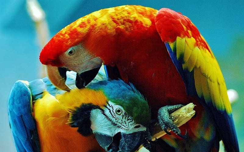 Birds, Bird, Animal, Macaw, Parrot, Blue And Yellow Macaw, Scarlet Macaw, HD wallpaper
