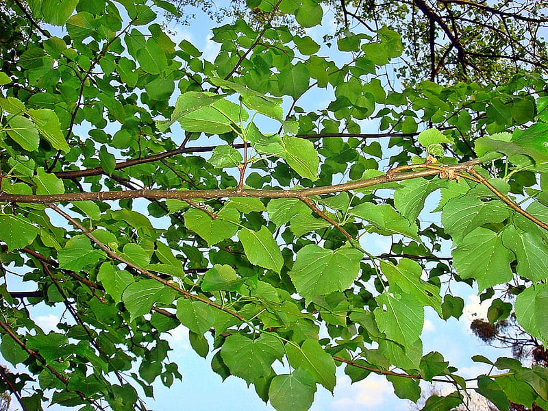 Green canopy, leaves, green, birch, spring, trees, sky, HD wallpaper