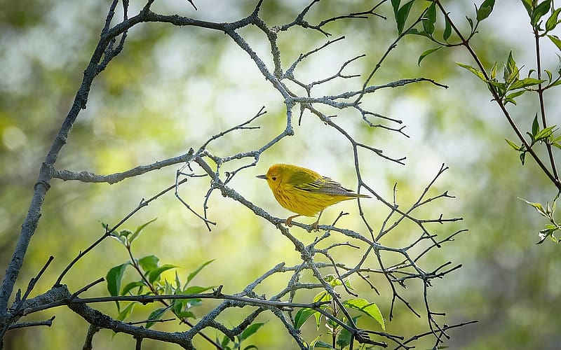 Yellow Warbler, branches, warbler, bird, yellow, HD wallpaper