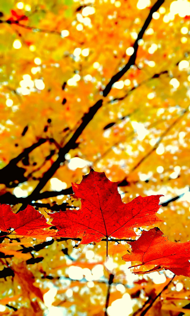 Autumn Leaves, fall, red, red yellow, yellow, HD phone wallpaper | Peakpx