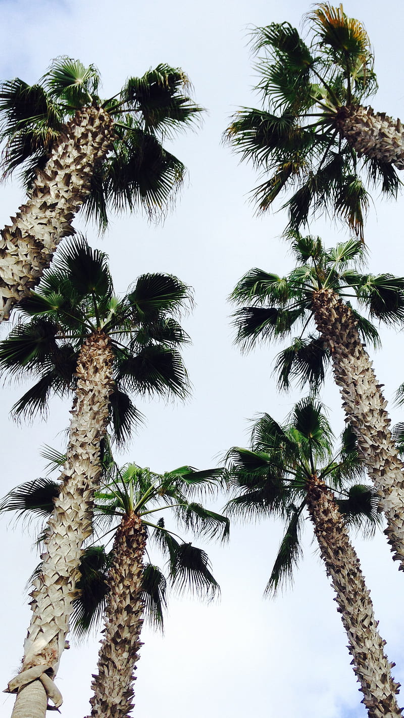 Palm Trees, beach, imperial beach, palm tree, HD phone wallpaper