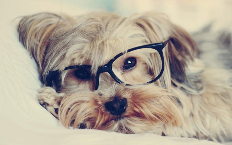 Intellectual Dog, intellectual, animal, specs, dog, HD wallpaper
