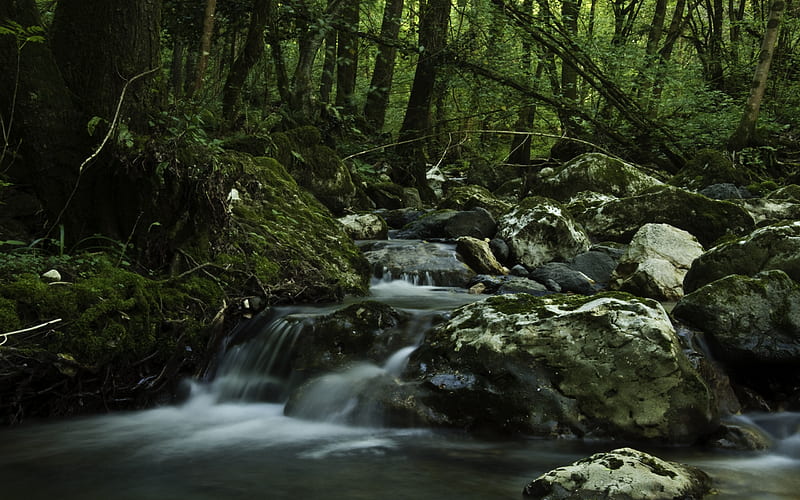 River in the Forest, forest, stream, rocks, green, nature, bonito, verdant, small, HD wallpaper