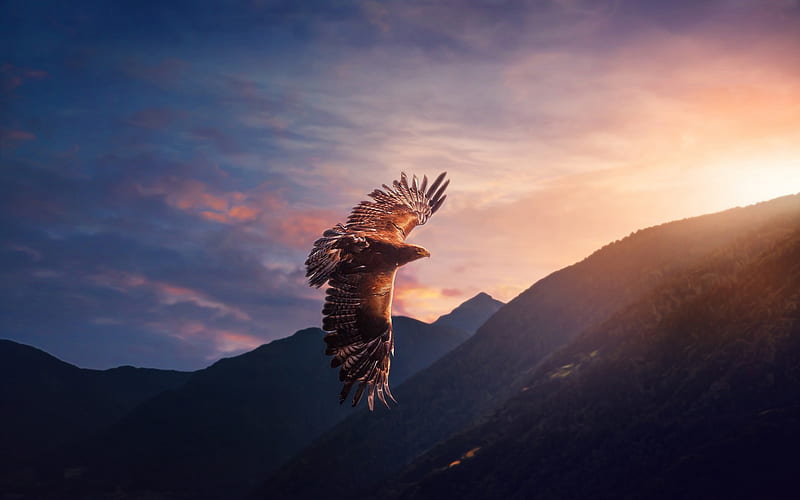hawk, bird of prey, evening, sunset, flying eagle, USA, HD wallpaper