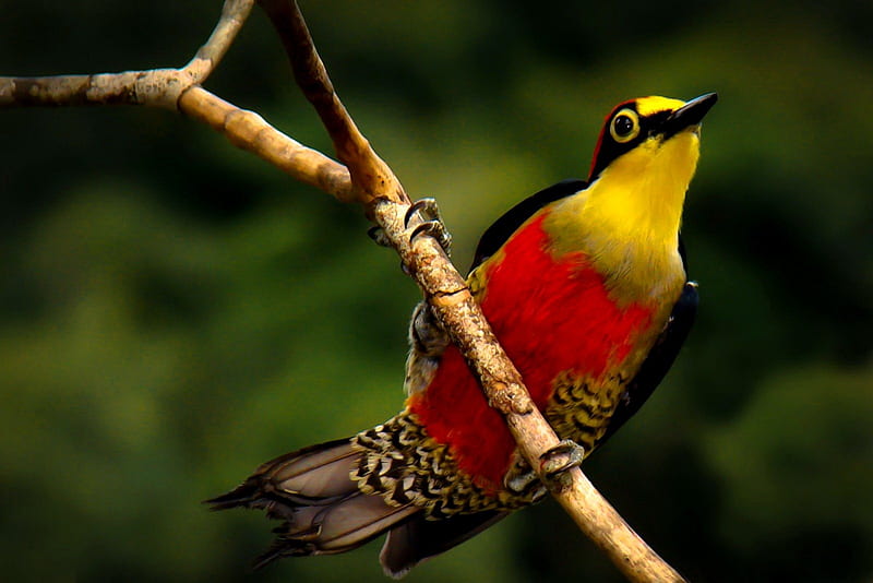 Rare bird on branch, pretty, colorful, lovely, bonito, rare, branch, sweet, cute, nice, bird, summer, nature, HD wallpaper