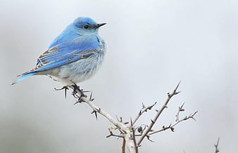 mountain bluebird hd