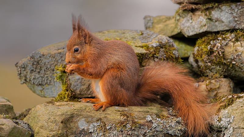 Brown Fox Squirrel Is Sitting On Rock Stone Squirrel, HD wallpaper