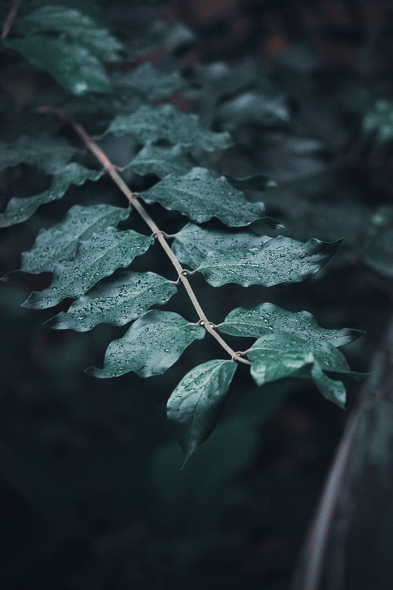 leaves, branches, drops, macro, dew, focus, HD phone wallpaper