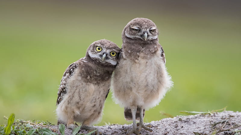 Little Burrowing Owls, cute, birds, feathers, raptors, HD wallpaper