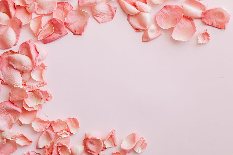 Pink Rose Petals, HD wallpaper