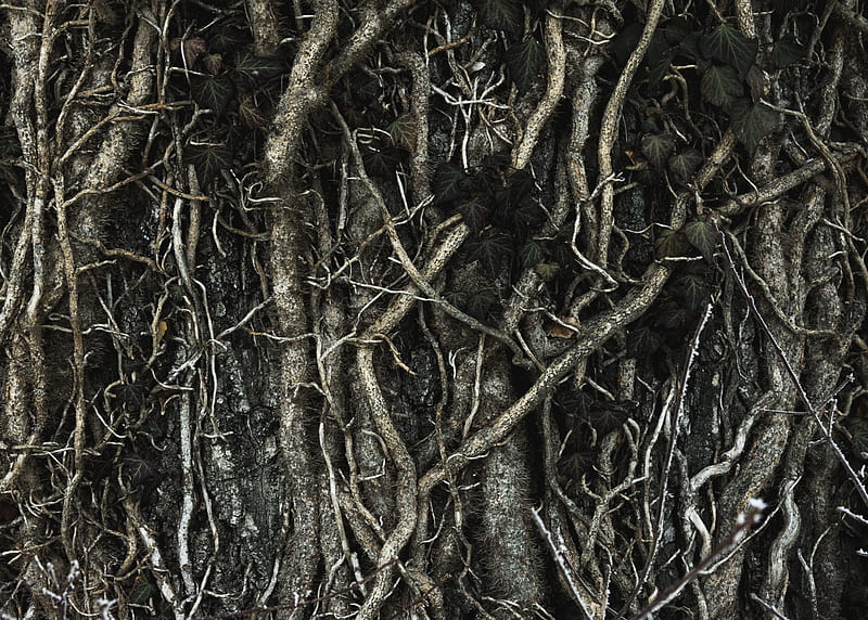 brown tree roots, HD wallpaper