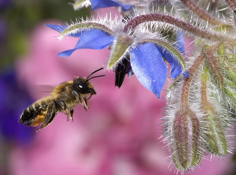 Bzzzzzzzzzzzz, honey bee, insect, flowers, spring, hovering, pink, HD wallpaper