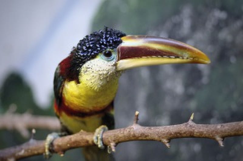Bill the Toucan, loud, outrage, astonishing, incredible, outrageous, prodigious, peachy, feather, blowing, God, best, top, untamed, uncommon, super, astounding, tops, rain, spectacular, untame, red, office, extravagant, impressive, rainbow, breathtaking, superb, immense, inconceivable, tropic, color, grand, regard, forest, first class, spectacle, marvelous, striking, bird, unreal, admiration, primo, 1st, marvel, pretty, breathe, Create, orange, dramatic, rad, greatest, perch, Creator, zoo, stupendous, aces, tame, extra, legend, doozie, a-ok, out-of-this-world, astonishment, remarkable, respect, legendary, cute, impress, cool, feet, awesome, great, 10, turn, groovy, arizona, breath, a-1, wonder, animal, unbelievable, astonish, wild, out-of-sight, dream, tamed, top drawer, ten, turn-on, terrific, 1st class, wonderment, fantastic, desenho, colors, toucan, phenomenal, on, fictitious, physical, fab, stick, beak, Creation, first, feral, earth, mind blowing, natural, mind, admire, HD wallpaper