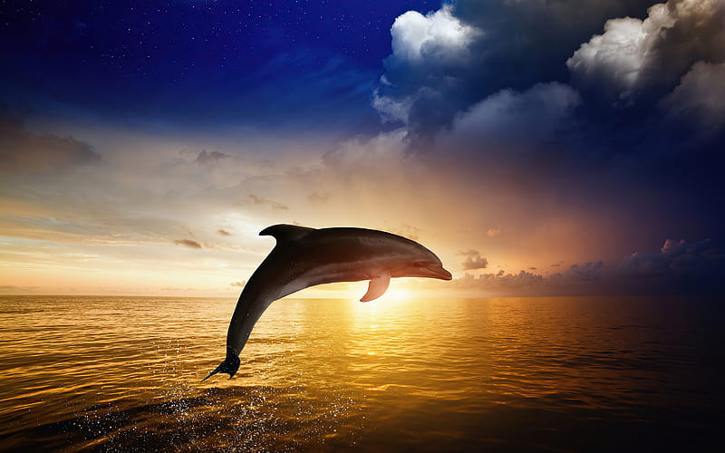 Dolphin Jumping, dolphin, ocean, fish, animals, HD wallpaper