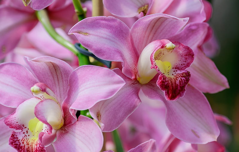 Orchids, flower, pink, macro, orchid, orhidee, HD wallpaper