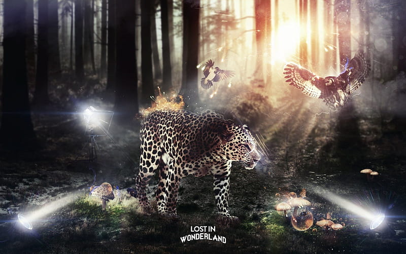 lost in wonderland, lost, forest, tree, cats, HD wallpaper