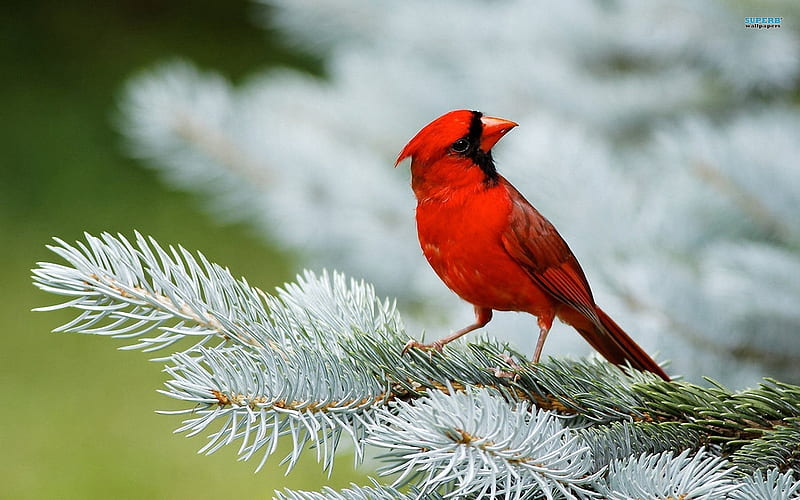 cardinal-Animal, HD wallpaper