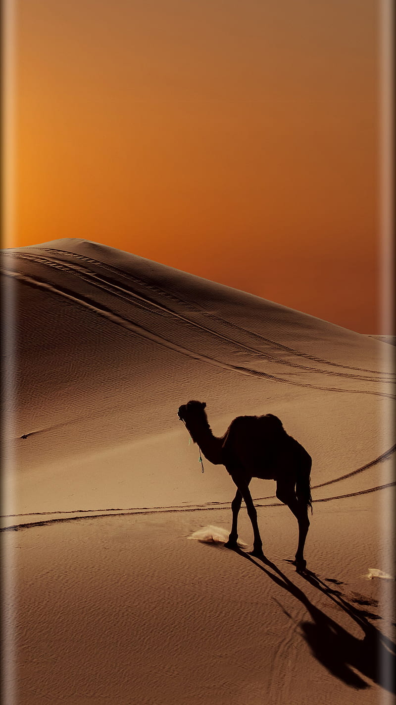 camel, came, desert, HD phone wallpaper