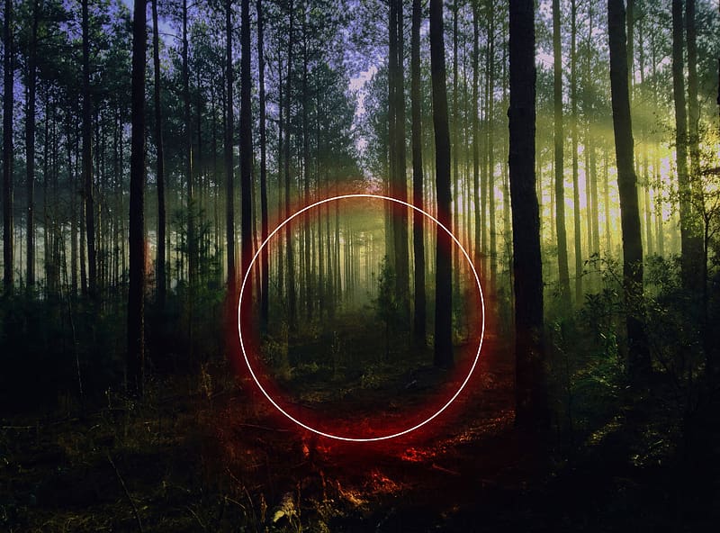 circle, forest, trees, neon, nature, landscape, HD wallpaper