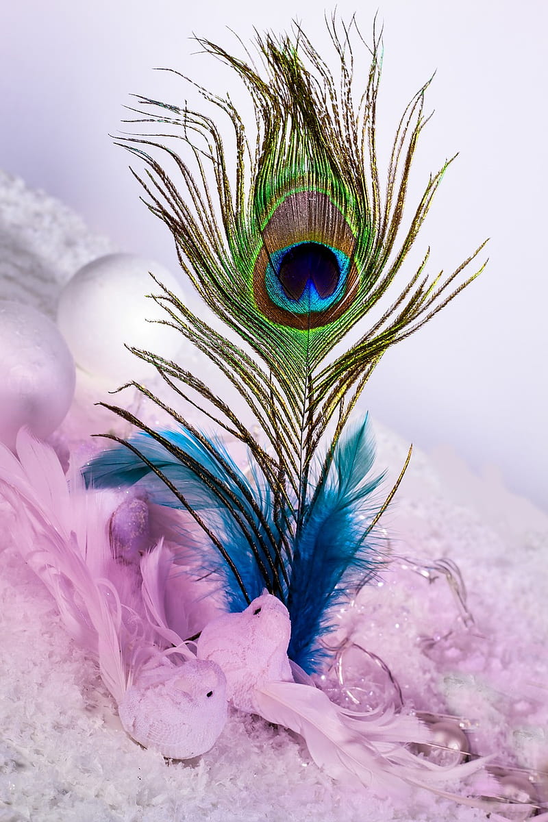 Feather, feathers, peacock, pen, HD phone wallpaper | Peakpx