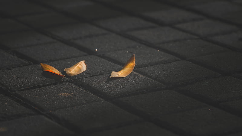 Three Brown Withered Leaves, HD wallpaper