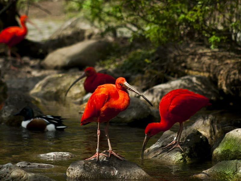 Red Ibises, red, birds, steam, trees, water, stone, moss, nature, animals, HD wallpaper