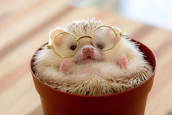450+ Hedgehog Pictures | Download Free Images on Unsplash