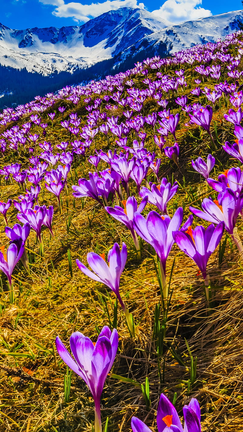 Crocus , flower, purple, nature, spring, wild, HD phone wallpaper