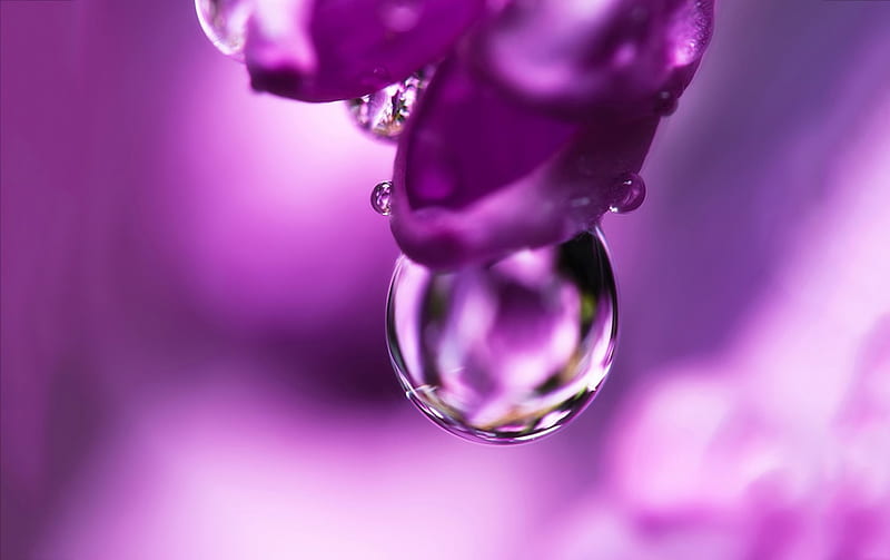 Water drop, purple, water drops, macro, flower, petal, pink, HD ...