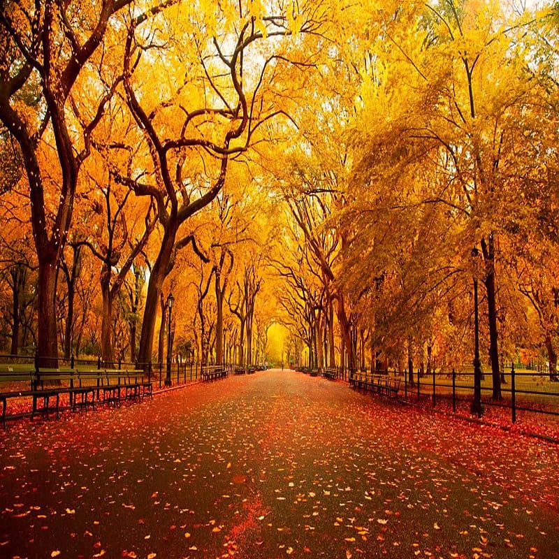 Autumn path, bonito, cute, look, nice, HD mobile wallpaper | Peakpx