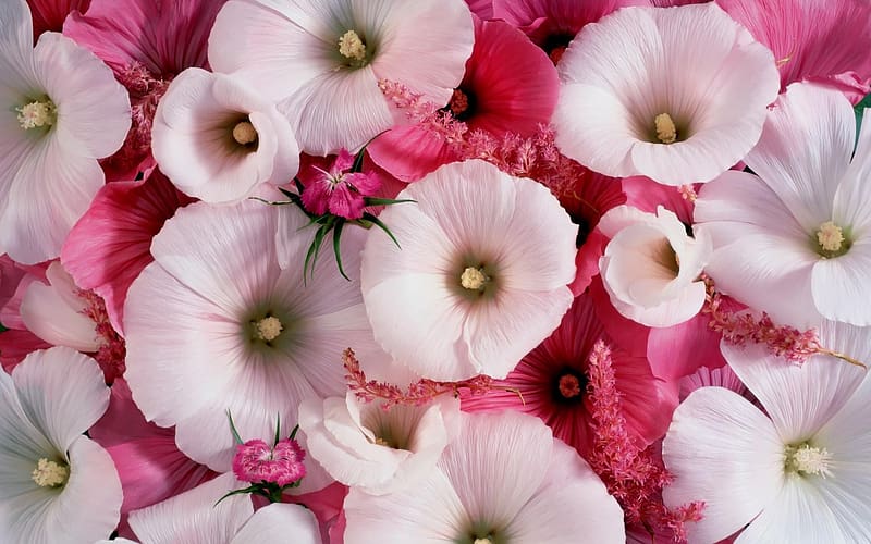 Flowers, Flower, , White Flower, Pink Flower, Hollyhocks, HD wallpaper