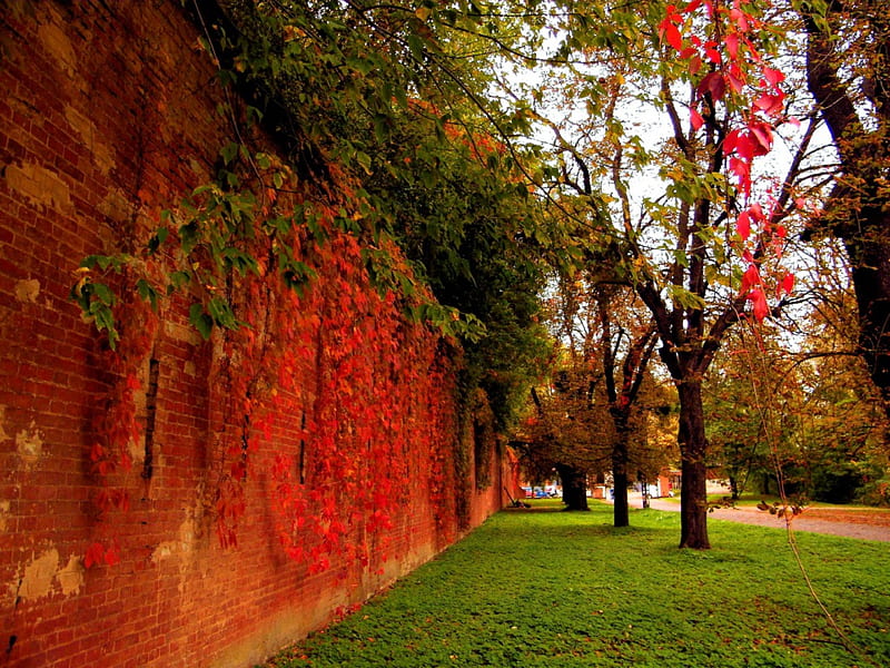 curtain, pleasure ground, autumn, ivy, wall, HD wallpaper