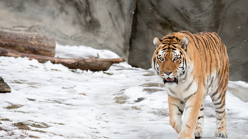 Snow Tiger On The Prowl, siberian tiger, snow tiger, hunting tiger, bengal tiger, HD wallpaper