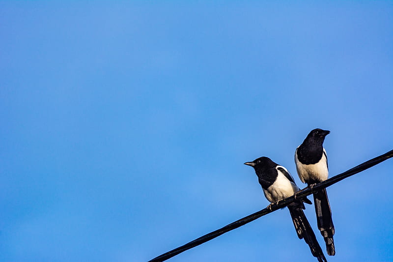 magpies, birds, wire, sky, HD wallpaper