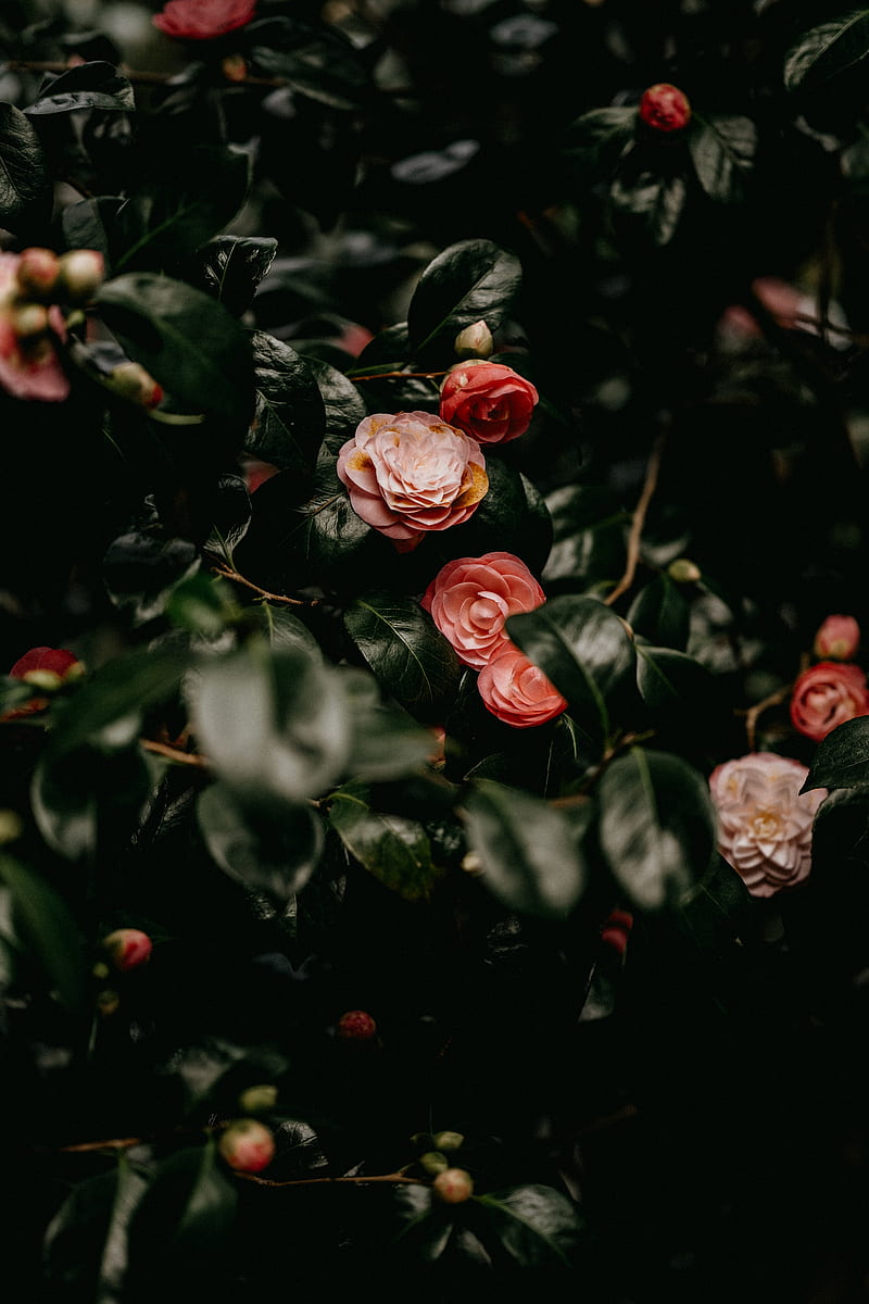 roses, flowers, leaves, bush, HD phone wallpaper