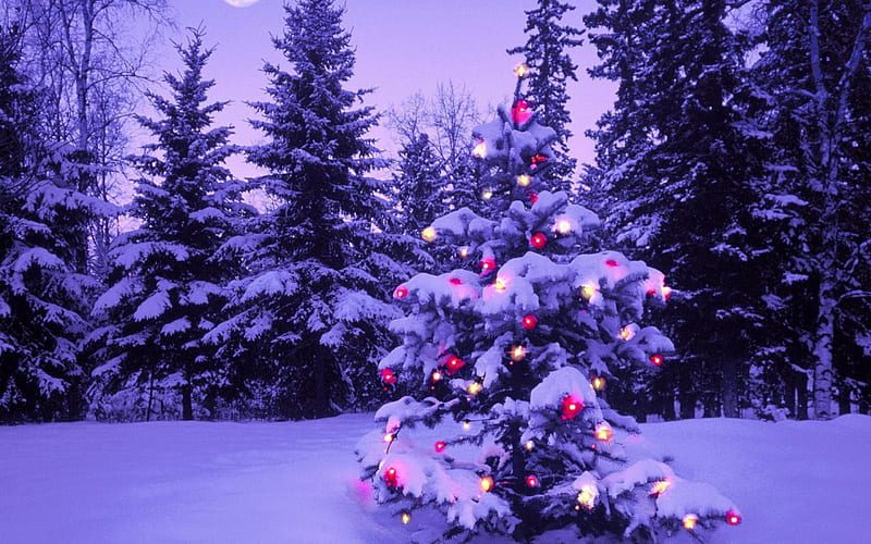 'Christmas Tree in Purple', ornaments, scenic, holidays, white tree, attractions in dreams, bonito, twilight, seasons, xmas and new year, decorations, lovely, christmas, light bulb, colors, love four seasons, winter, snow, winter holidays, nature, Christmas trees, outdoor, celebrations, HD wallpaper