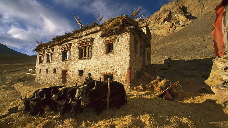 farmers in ladakh north india, oxen, grain, house, farmers, HD wallpaper