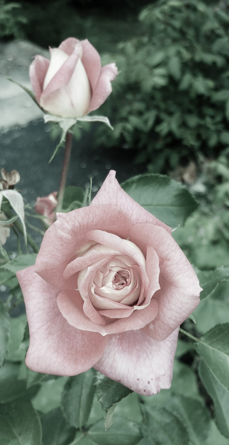 Dusty Rose, bonito, classic, classy, dusty, elegant, love, peace, pink, rose, roses, HD phone wallpaper