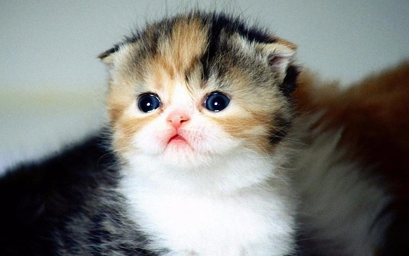 Munchkin Cat, Baby, Cat, bonito, Kitten, Munchkin, HD wallpaper