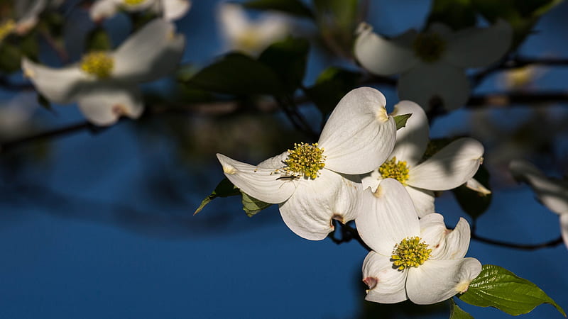 Flowers, Blossom, Branch, Dogwood, Flower, Insect, HD wallpaper