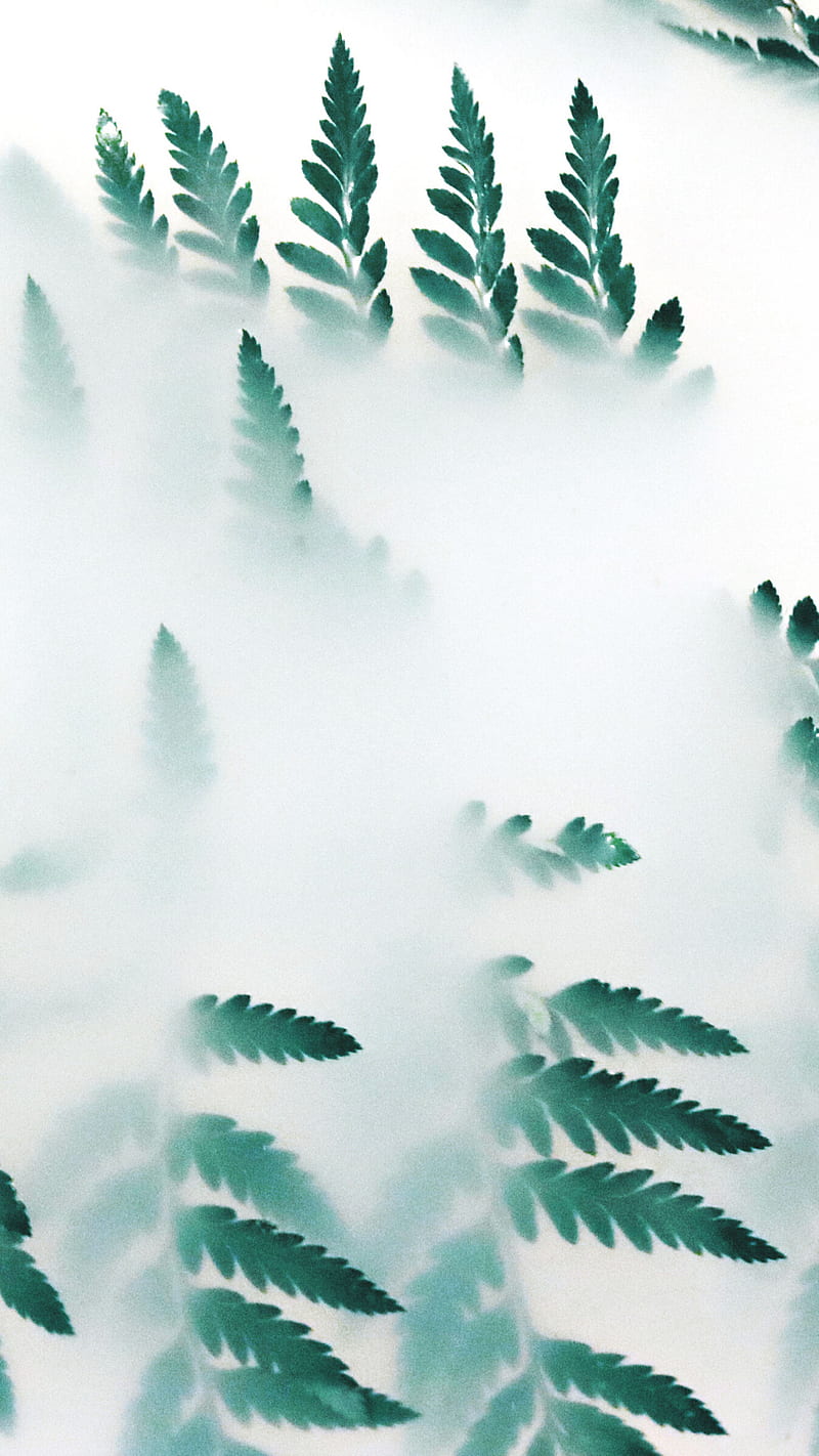 Verde, white, claro, leaves, niebla, HD phone wallpaper | Peakpx