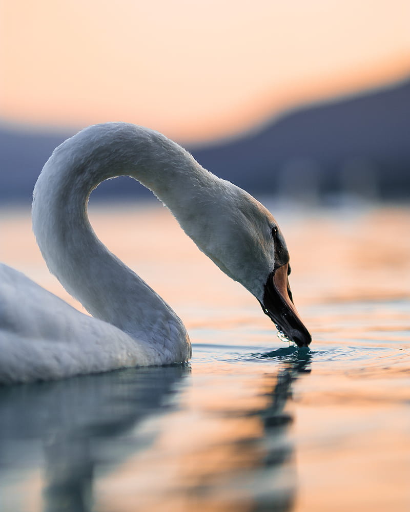 swan, bird, neck, feathers, water, HD phone wallpaper