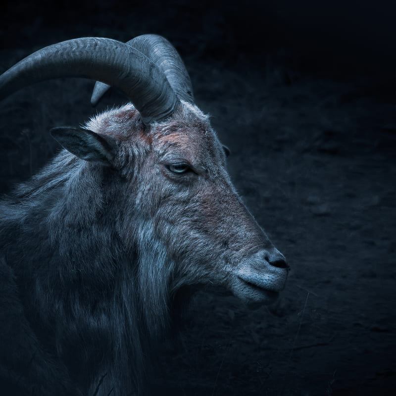 Goat, Art, animal, dark, fur, horns, light, moody, nature, night, HD phone wallpaper