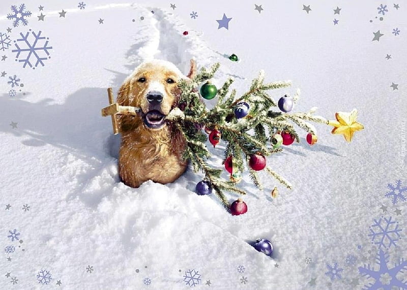 Bringing home the Christmas tree, christmas tree, craciun, caine, animal, winter, cute, snow, funny, dog, HD wallpaper