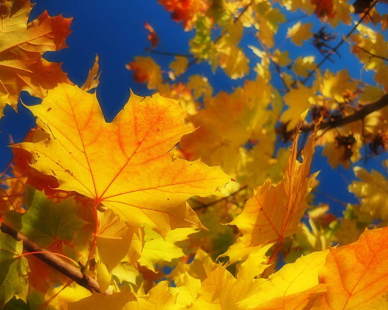 Bright Yellow Leaves, autumn, tree, bright, shadow, yellow, sky, leaf