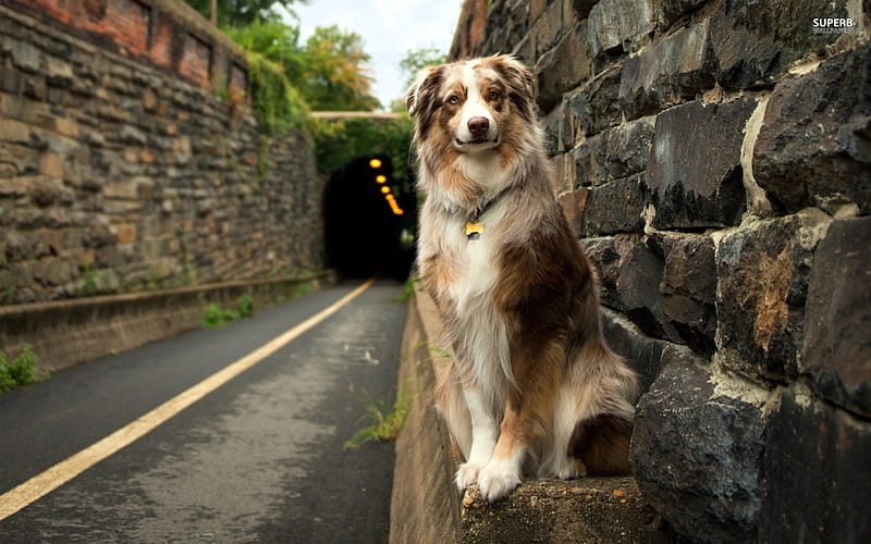 ~Sittin' Pretty~, pet, large, sitting, tunnel, road, side, dog, animal, HD wallpaper