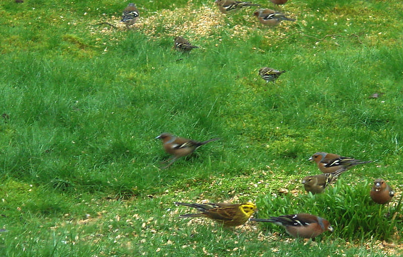 A Yellowhammer and some Chaffinches, feeding, chaffinches, wild birds, yellowhammer, garden, HD wallpaper