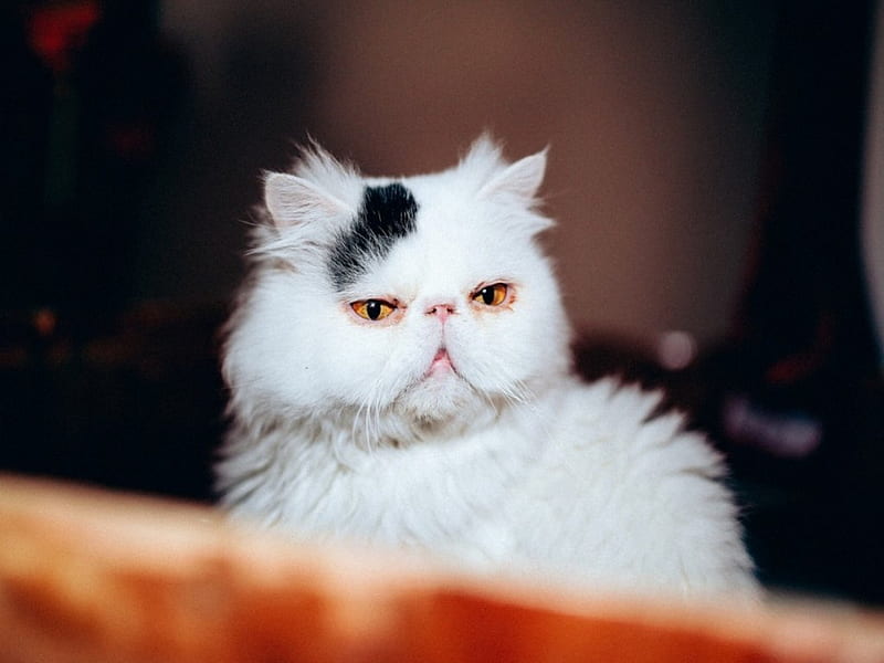 White Cat, purebred, face, white, cat, HD wallpaper